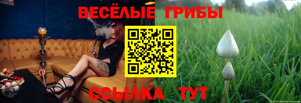 Кизилюрт  Псилоцибиновые грибы MAGIC MUSHROOMS  Вход с VPN  купить наркоту  Галлюциногенные грибы GOLDEN TEACHER 